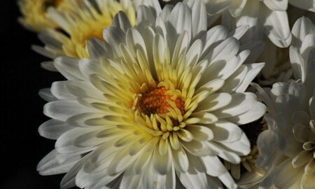 Chrysanthemums